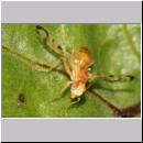 Acidia cognata - Bohrfliege 03a.jpg